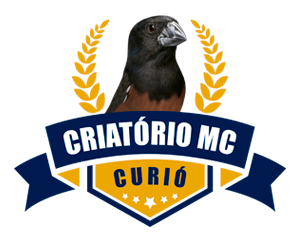 Criatório MC - Curió Praia Clássico - Colombo/PR